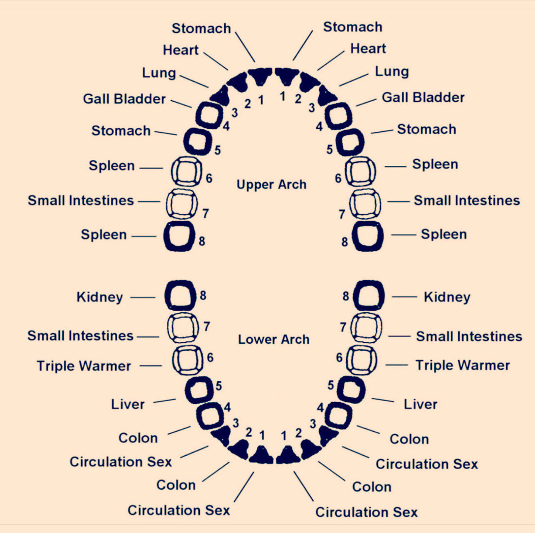 Your teeth, your body, it’s all connected.